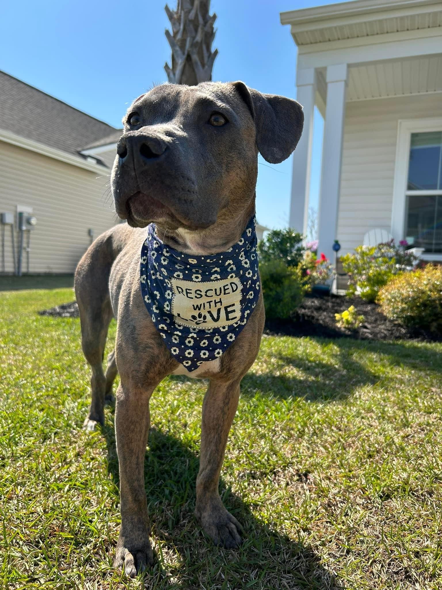 adoptable Dog in Myrtle Beach, SC named Marley