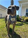 adoptable Dog in , SC named Marley