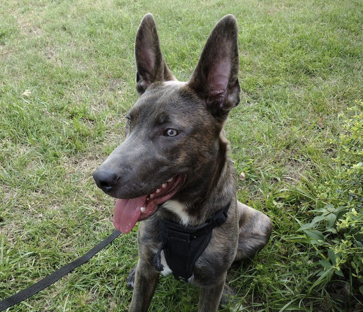 adoptable Dog in Myrtle Beach, SC named Gebby