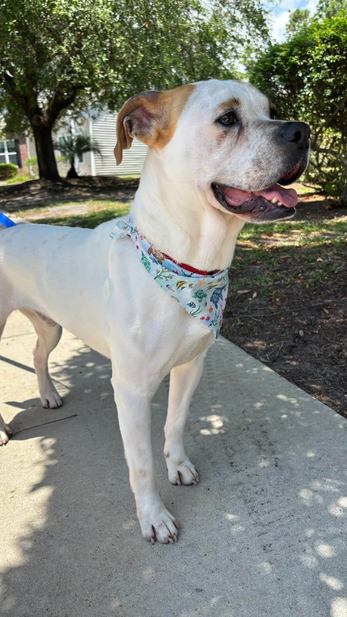 adoptable Dog in Myrtle Beach, SC named Reggie