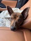 adoptable Dog in , SC named Alister