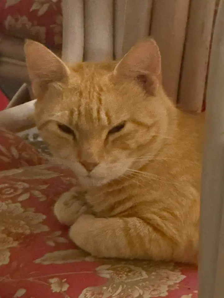 Butters - Domestic Medium Hair