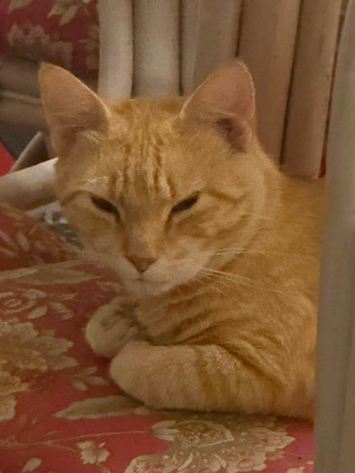 Butters, an adoptable Domestic Medium Hair in Myrtle Beach, SC
