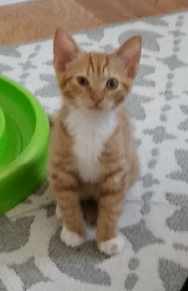 Chiffon