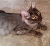Benson