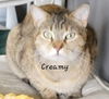 Creamy