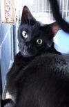 Linus