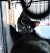 Linus