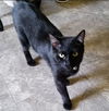 Linus