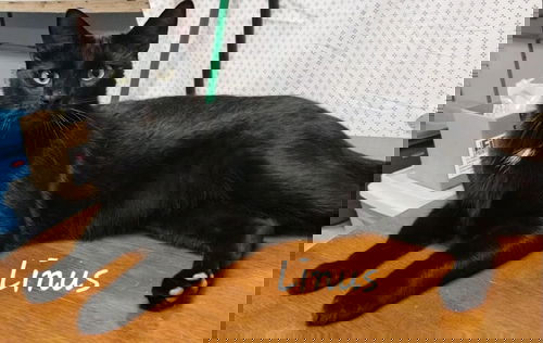 Linus