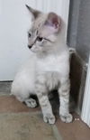 BonBon