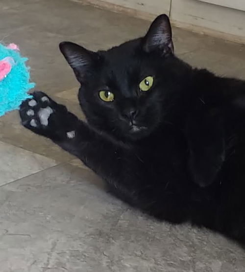 Bullwinkle
