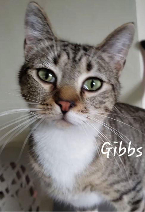 Gibbs