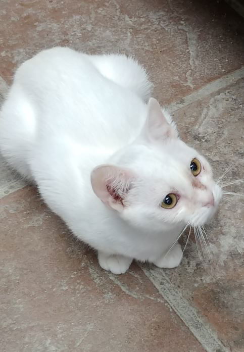 Pearl
