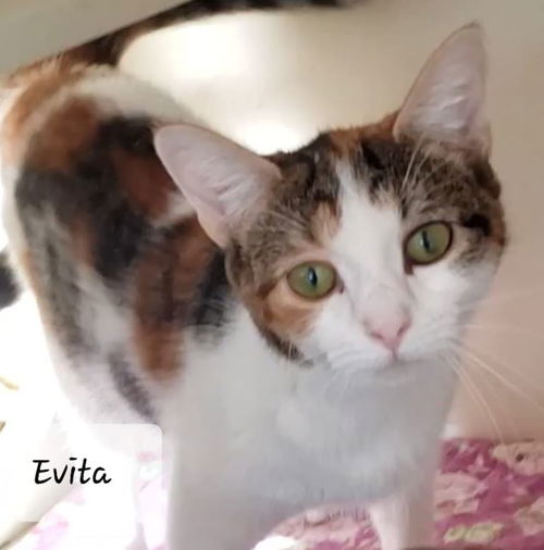 Evita
