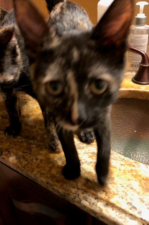 Piper
