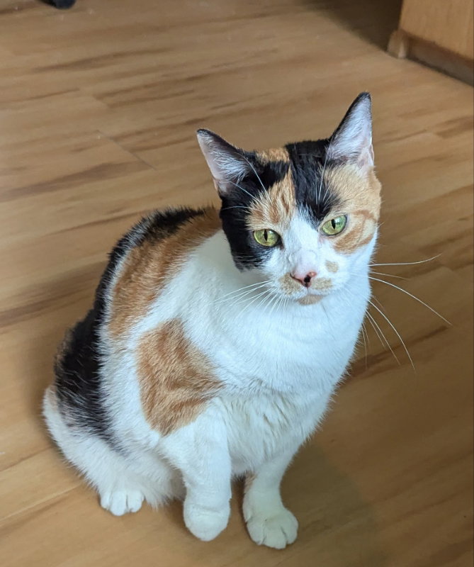 Miss Debbie