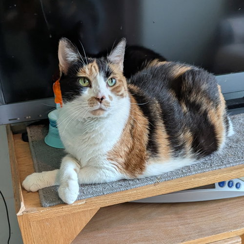 Miss Debbie, an adoptable Calico in Ocala, FL