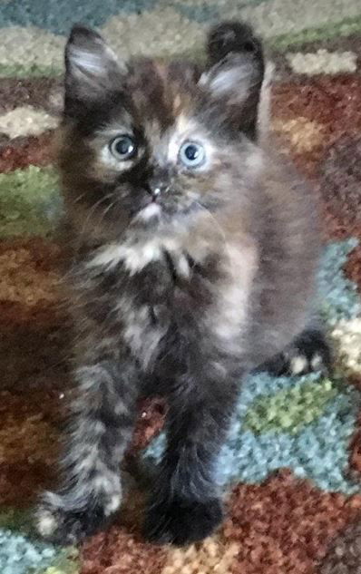Petunia