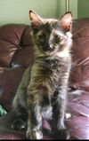 Petunia