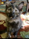 Petunia