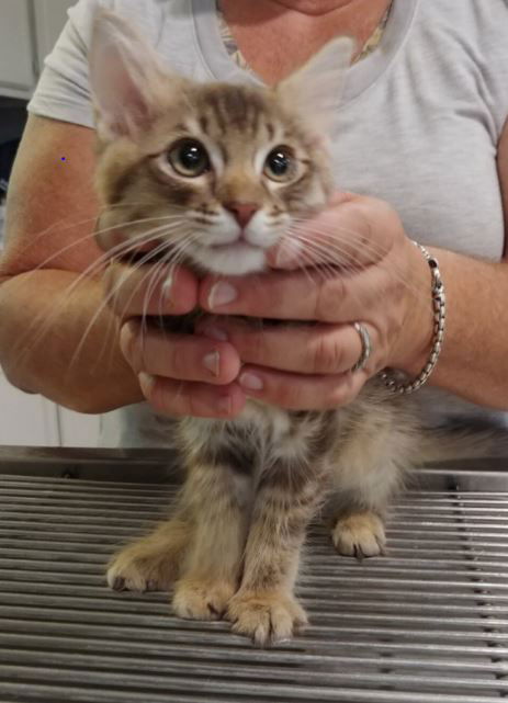 Coco