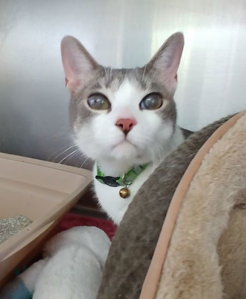Simon