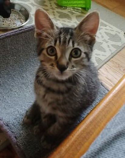 Levi