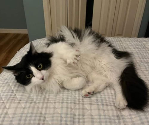 Fuzzy