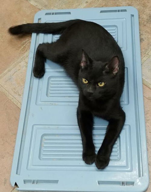 Pollux aka Batman