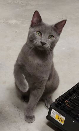 Simon