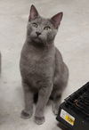 Simon