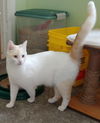 Sir Midas