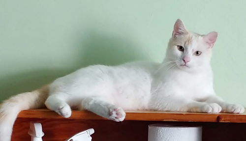Sir Midas