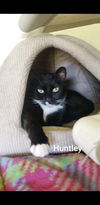 Huntley