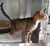 Brinkley