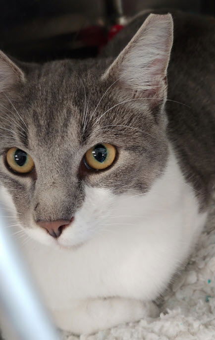 Louie
