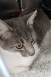 Louie
