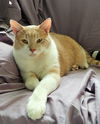 Toby
