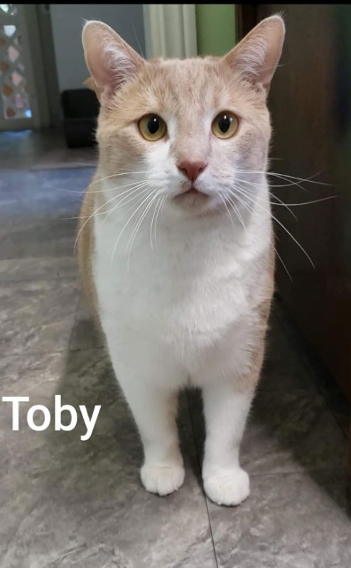 Toby