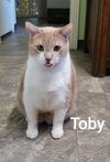 Toby