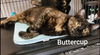 Buttercup