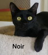 Noir
