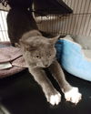 Little Gray