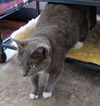 Little Gray