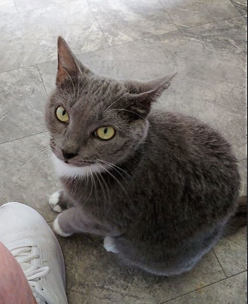Little Gray