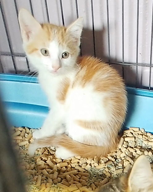 Benny