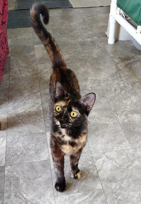 Ripley