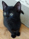 Paxton