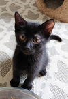 Paxton